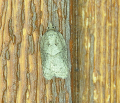 Acleris placidana
