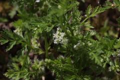 Torilis nodosa