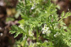 Torilis nodosa