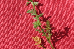 Torilis nodosa