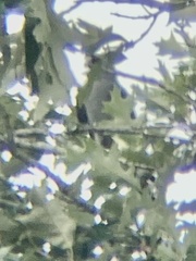 Ictinia mississippiensis