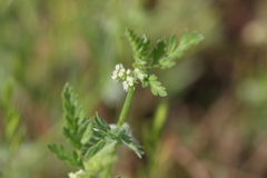 Torilis nodosa