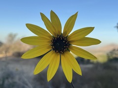 Helianthus winteri