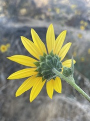 Helianthus winteri