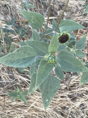 Helianthus winteri