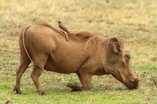 Common Warthog