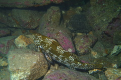 Aplodactylus arctidens