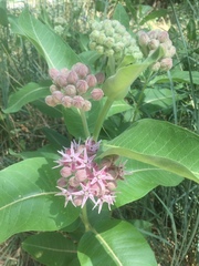 Asclepias speciosa