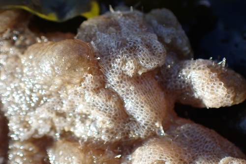 Hairy Sea-mat, 4311 Bruinisse, Nederland, photo 4 of 10