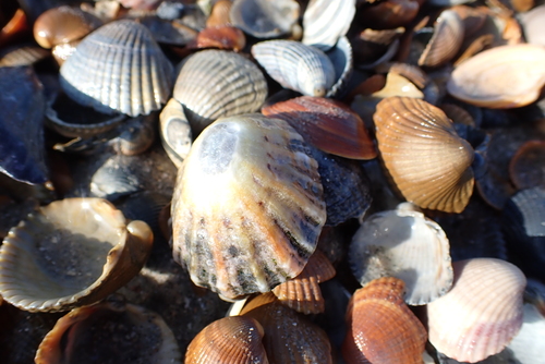 Common European Limpet, 4311 Bruinisse, Nederland, photo 9 of 10