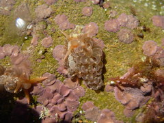 Spurilla neapolitana