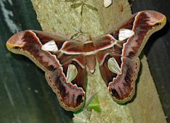 Rothschildia cinctus