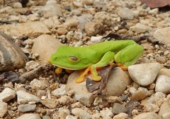 Agalychnis taylori