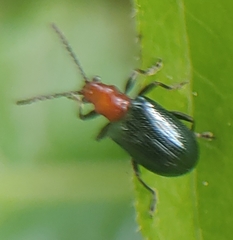 Hapsidolemoides