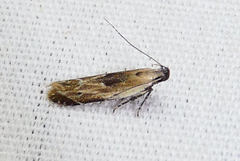 Monochroa gilvolinella