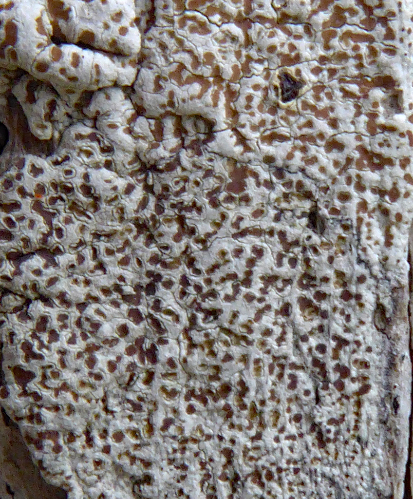 Lecanora kohu