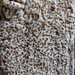 Lecanora kohu - Photo no rights reserved, uploaded by Peter de Lange