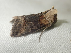 Abrostola triplasia