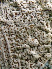 Lecanora kohu