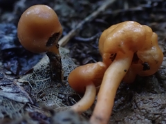 Macrocystidia reducta