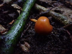 Macrocystidia reducta