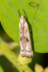 Microcrambus croesus