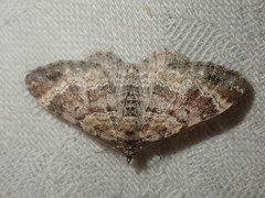 Xanthorhoe spadicearia