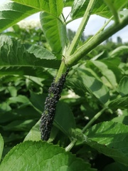 Aphis sambuci
