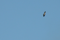 Geranoaetus albicaudatus