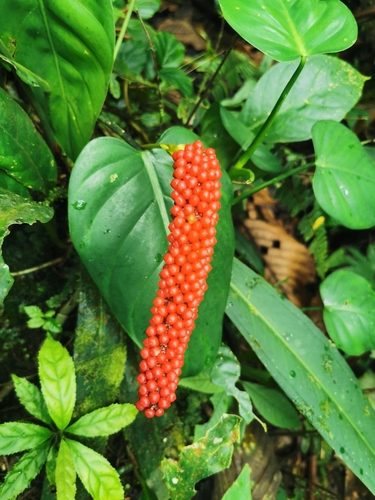Anthurium bakeri (Anthurium bakeri)