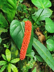 Anthurium bakeri, photograph (c) Elías Torres Arroyo, some rights reserved (CC BY)