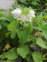 Lamium album