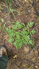 Hydrophyllum occidentale
