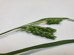 Carex davisii