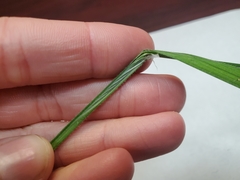 Carex davisii