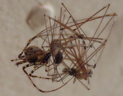 Australomimetus mendicus