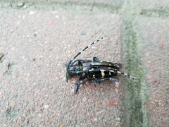 Anoplophora glabripennis