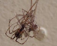 Australomimetus mendicus