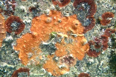 Schizoporella