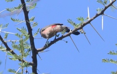 Brunhilda charmosyna