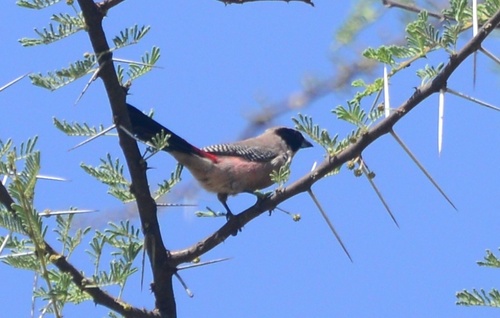 iNaturalist image
