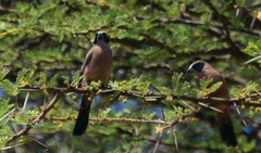 Brunhilda charmosyna