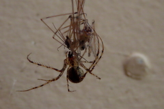 Australomimetus mendicus