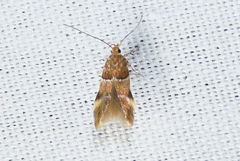 Theisoa constrictella