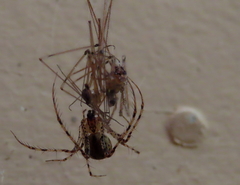 Australomimetus mendicus