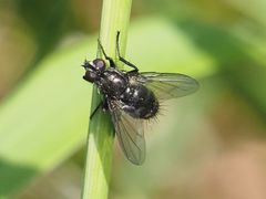 Rhinomorinia sarcophagina
