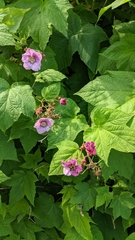 Rubus odoratus
