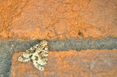 Acronicta fragilis