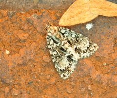 Acronicta fragilis