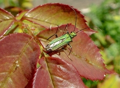 Oedemera nobilis